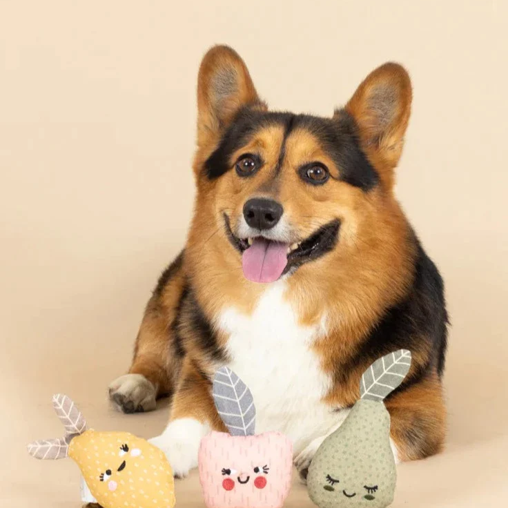 image shows a small black and brown dog with the set of toys displayed in front of it. 