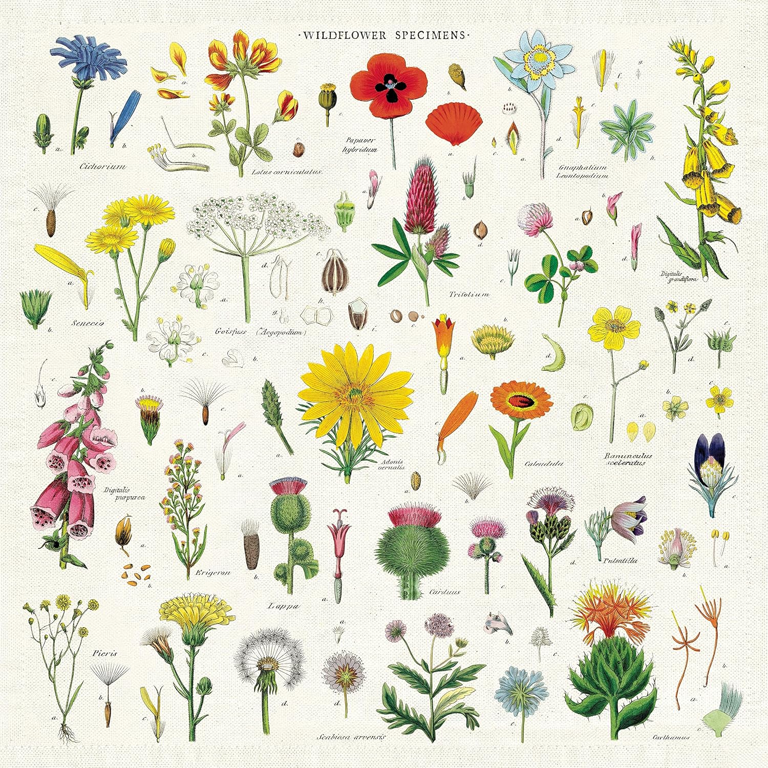Full display of bright, vibrant and bold wildflowers. Dozens of small images displayed on the 19" x 19" cloth. 