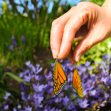 BUTTERFLY WING EARRINGS