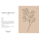Floriography Baby's Breath Sample Page