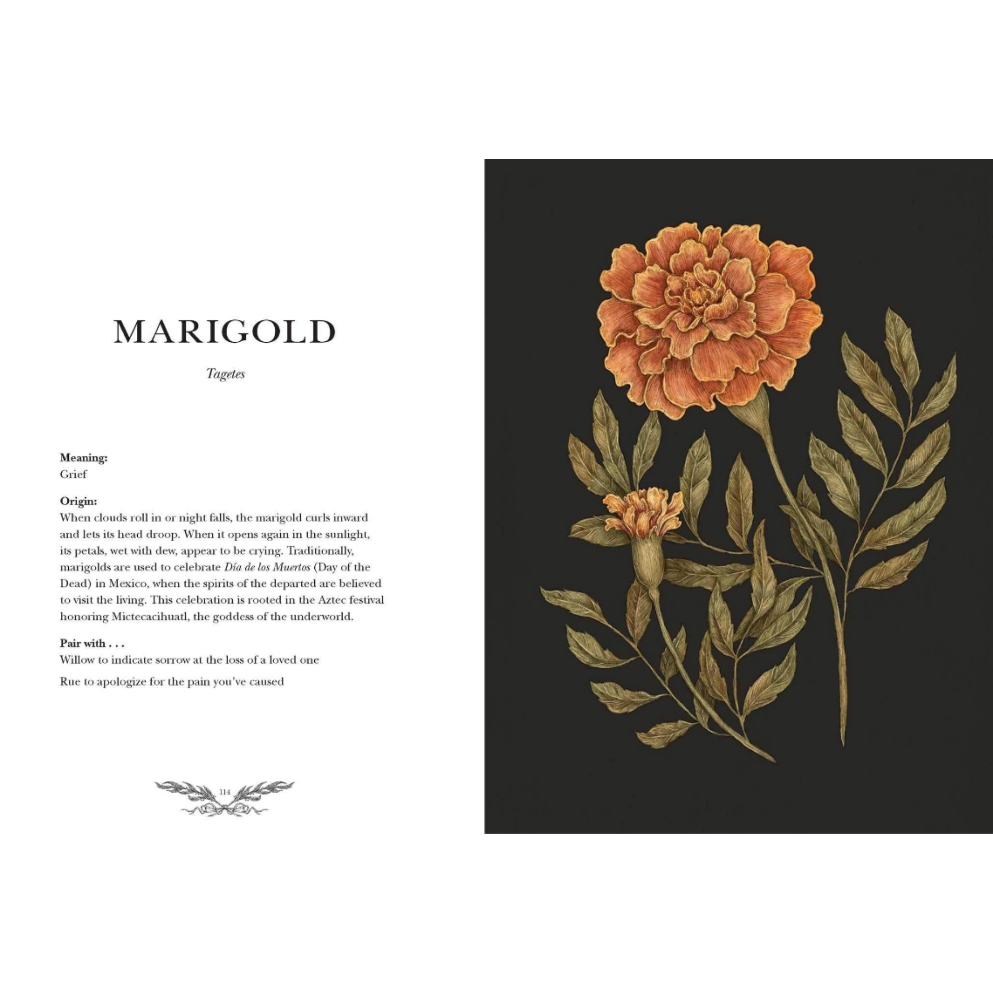 Floriography Marigold Sample Page