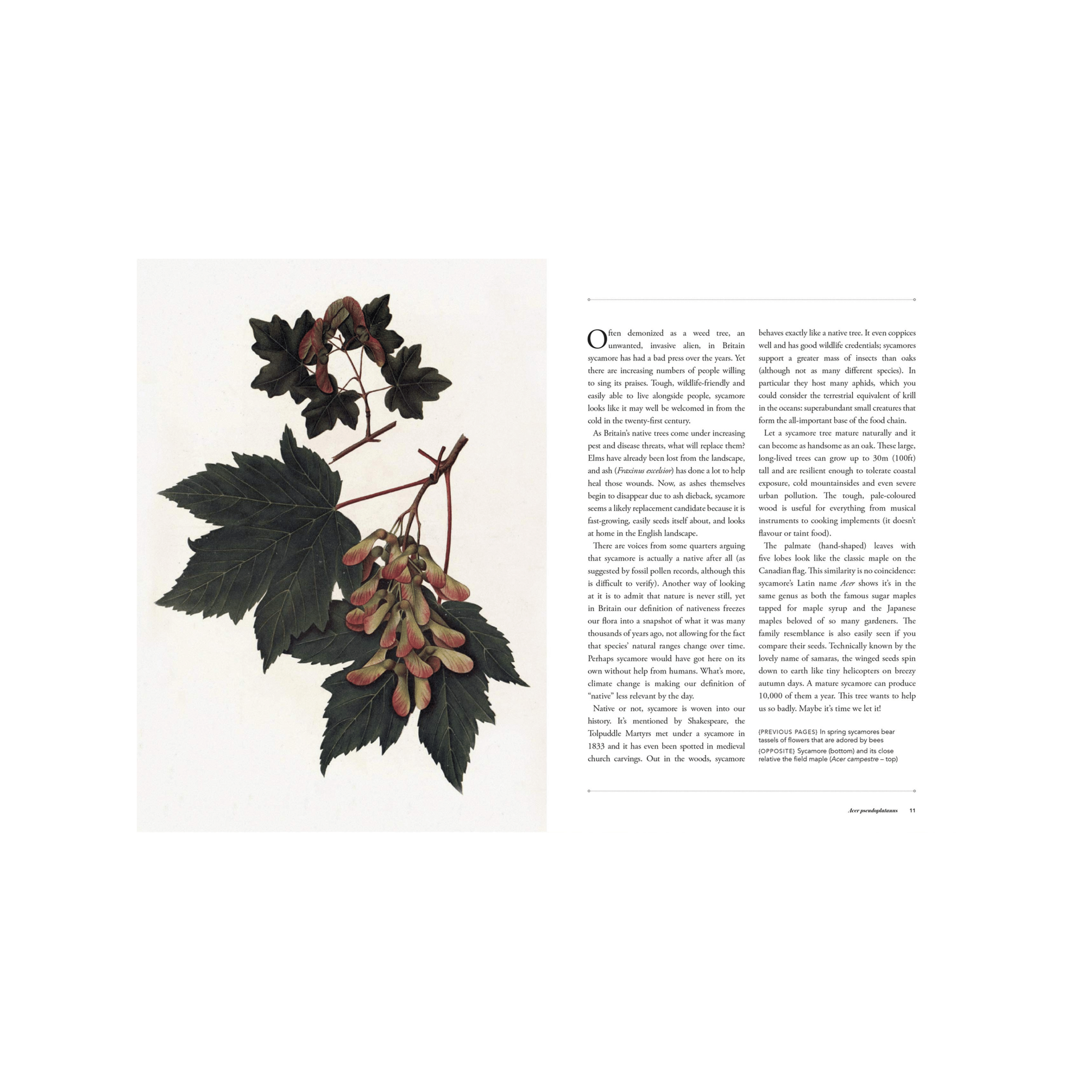 Weeds Book - Sample Page