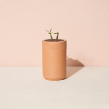 Load image into Gallery viewer, Desert Rose Bonsai Terracotta Grow Kit
